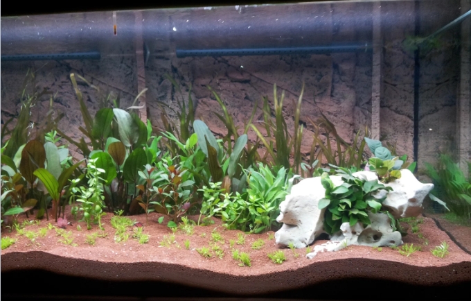 how to make turtle tank
