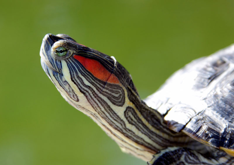 do turtles have ears