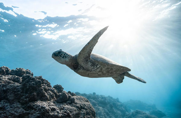 what do sea turtles eat