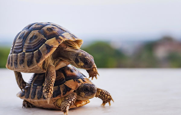 how do sea turtle mate
