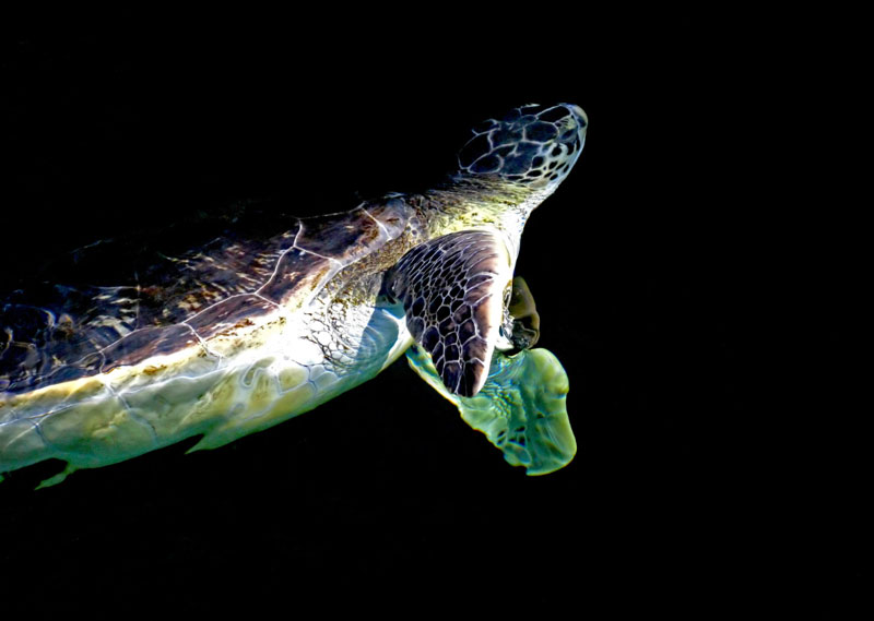 can turtles see in the dark