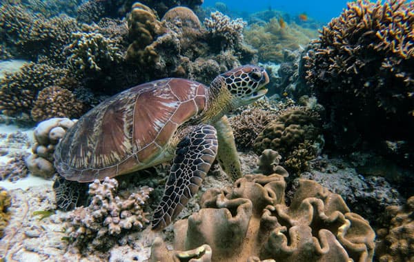 sea turtle