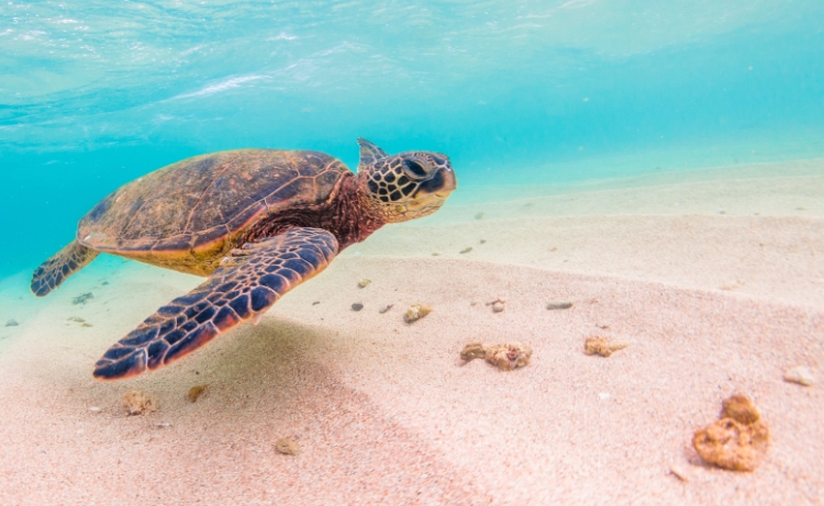 are turtles smart