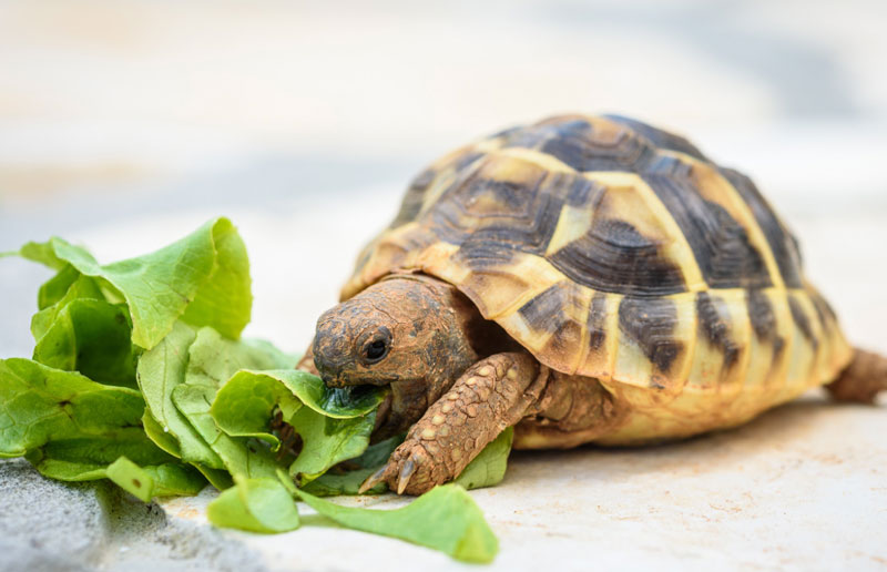 take care of pet turtle