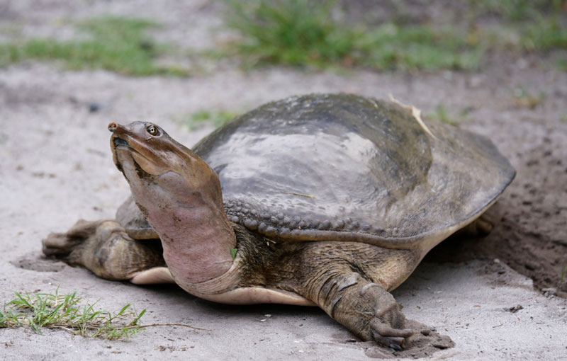 softshell turtles