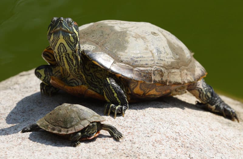 can tortoises swim