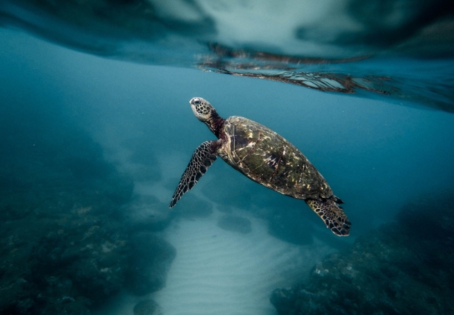 how can you tell if a turtle is sick