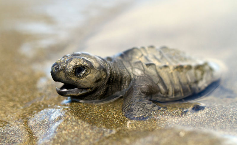 do baby turtle have teeth