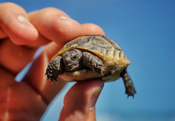what do baby turtles eat
