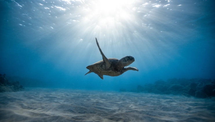 how do turtles sleep