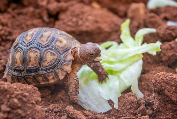turtle eat vegetable