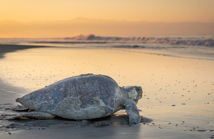 are turtles important to the ecosystem